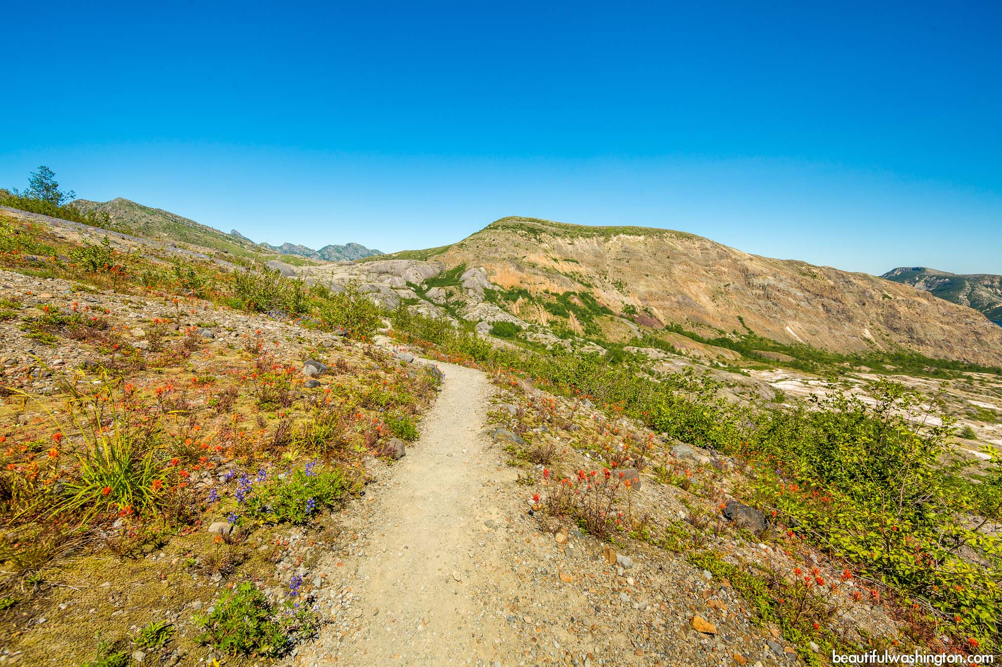 Photo from Mt. St. Helens Area, Harry's Ridge Trail